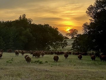 Redtown Ranch